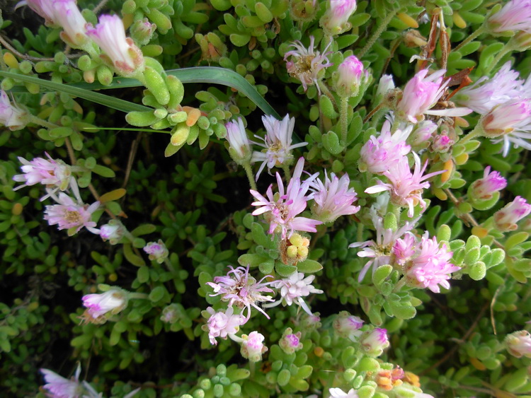 Drosanthemum floribundum / Erba cristallina con fiori abbondanti